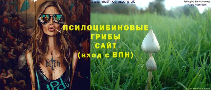 Псилоцибиновые грибы Psilocybine cubensis  Арамиль 